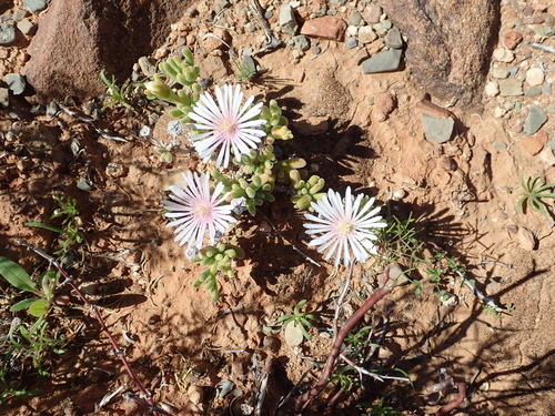 Drosanthemum eburneum, photograph 3