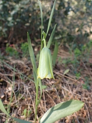 Fritillaria bithynica