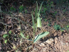 Fritillaria bithynica