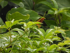 Teinopalpus imperialis