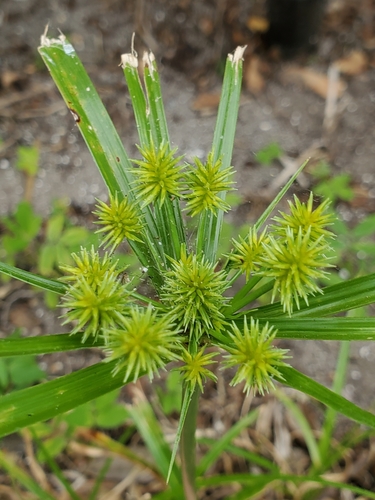 Cyperus croceus image
