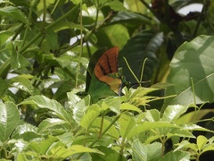 Teinopalpus imperialis