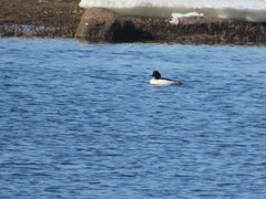 Mergus merganser