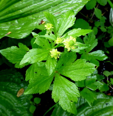 Ranunculus hispidus