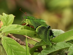 Teinopalpus imperialis