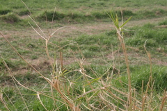 Elymus athericus