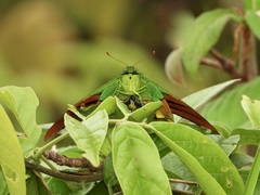 Teinopalpus imperialis