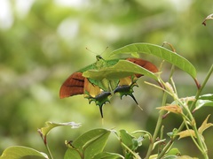 Teinopalpus imperialis