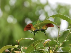 Teinopalpus imperialis