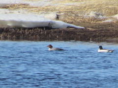 Mergus merganser