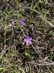 Phlox cuspidata