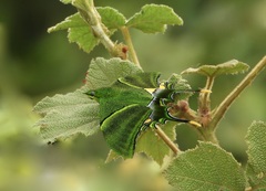 Teinopalpus imperialis