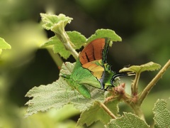 Teinopalpus imperialis