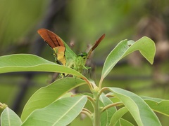 Teinopalpus imperialis