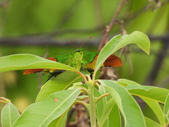 Teinopalpus imperialis