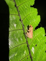 Pristimantis altamnis
