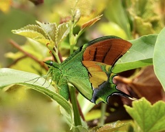 Teinopalpus imperialis