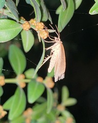 Psilaspilates signistriata