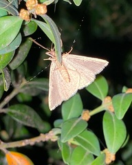 Psilaspilates signistriata