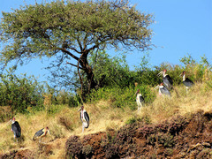 Leptoptilos crumenifer