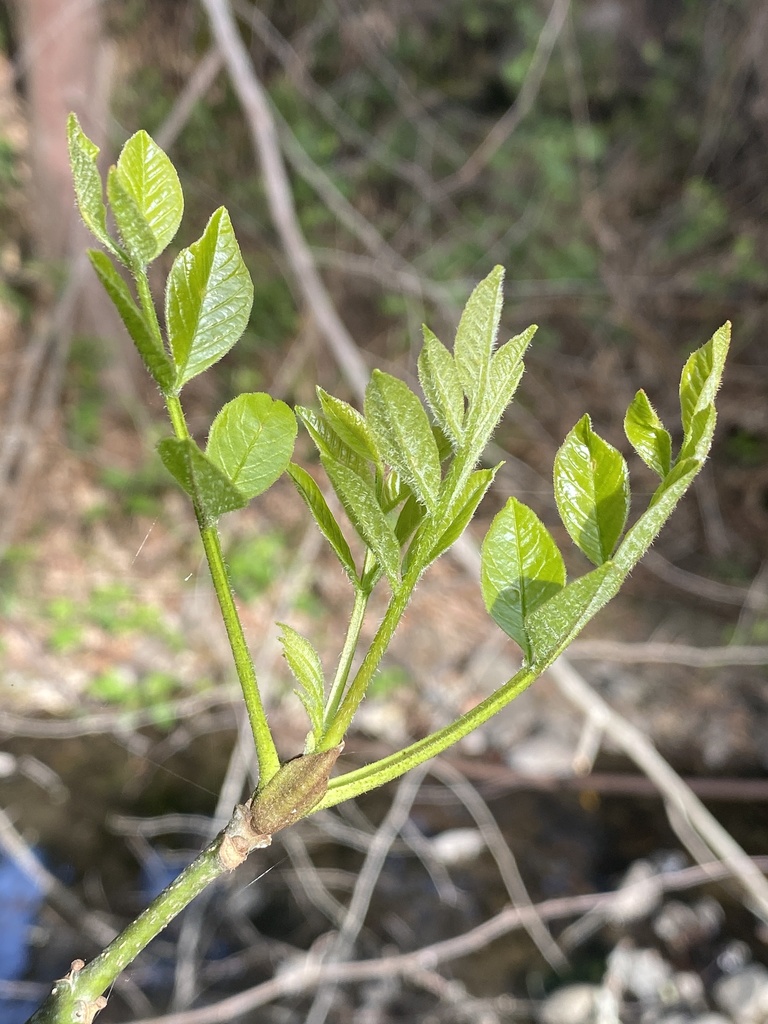 Dipetalae