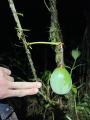 Passiflora spinosa