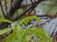 Teinopalpus imperialis