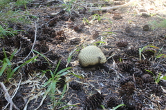 Caloboletus frustosus