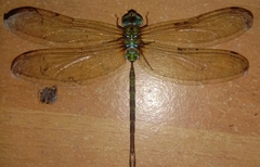 Gynacantha subinterrupta