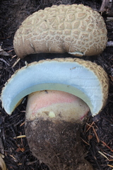 Caloboletus frustosus