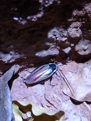 Pseudischnoptera