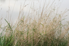 Elymus athericus