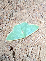 Celidomphax quadrimacula