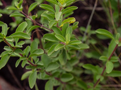 Syncolostemon punctatus
