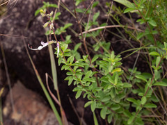 Syncolostemon punctatus