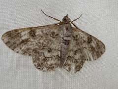 Cleora nigrisparsalis