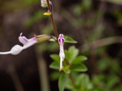Syncolostemon punctatus