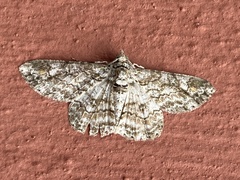 Cleora nigrisparsalis