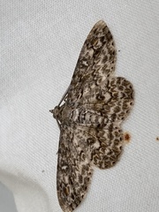 Cleora nigrisparsalis