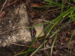Caerulea coeligena