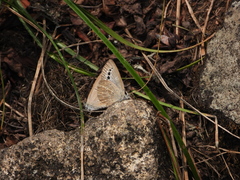 Caerulea coeligena