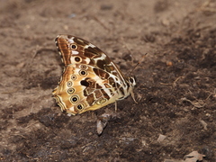 Neope armandii