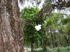 Dendrobium infundibulum