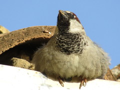 Passer domesticus