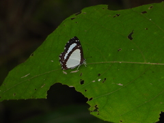 Stiboges nymphidia