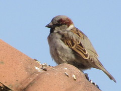Passer domesticus
