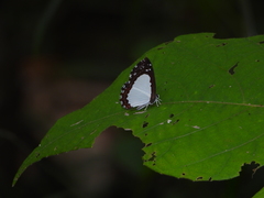 Stiboges nymphidia