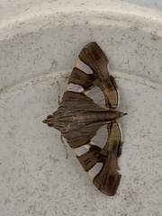 Glyphodes bitriangulalis