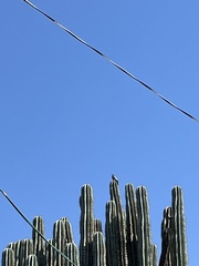 Melanerpes hypopolius