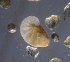Nonionoidea